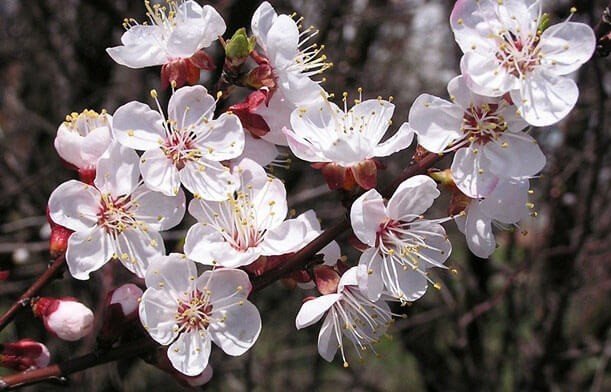 Туркмения дерево цветущего абрикоса