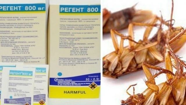 Регент 800 от тараканов: инструкция по применению, отзывы