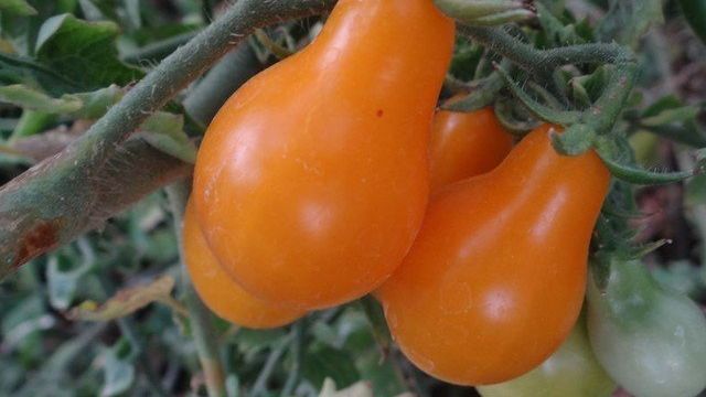 Томат Груша оранжевая: характеристика и описание сорта, отзывы об урожайности помидоров, фото куста