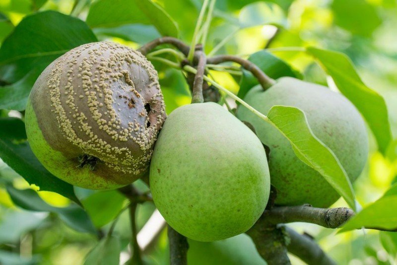 Плодовая гниль или монилиоз груши