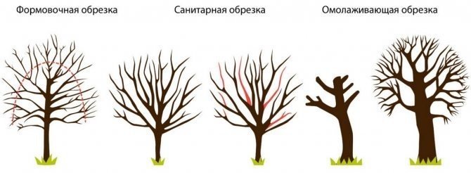 Абрикос дерево схема обрезки