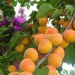 Особенности сорта абрикоса «Чемпион севера»