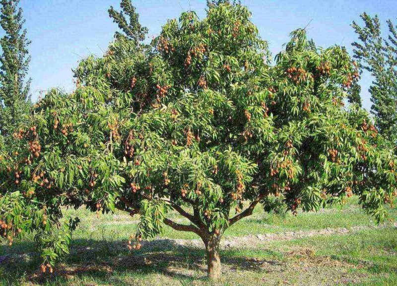 Персик обыкновенный дерево