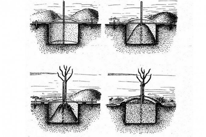 Схема посадки саженцев яблони