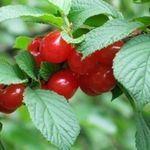 Болезни и вредители вишни: определяем и спасаем ягодную красавицу