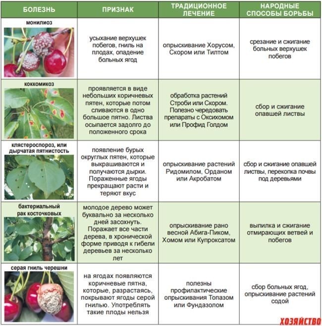 Схема обработки малины от вредителей и болезней с весны до осени