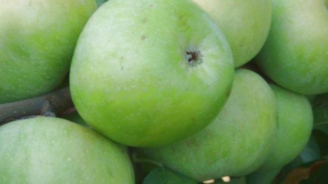 Как прикопать ветку яблони вырастить яблоню