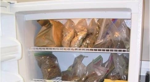 Семена в холодильнике