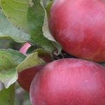 Красные яблоки — описание лучших сортов