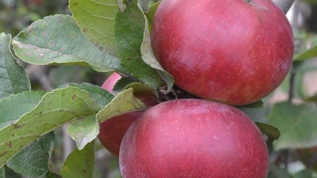 Красные яблоки — описание лучших сортов