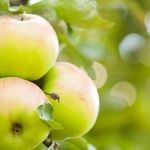 Описание и характеристики яблони сорта Орлинка, тонкости выращивания