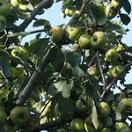 Описание и характерные яблони сорта Коробовка