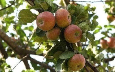 Сорт яблони медуница
