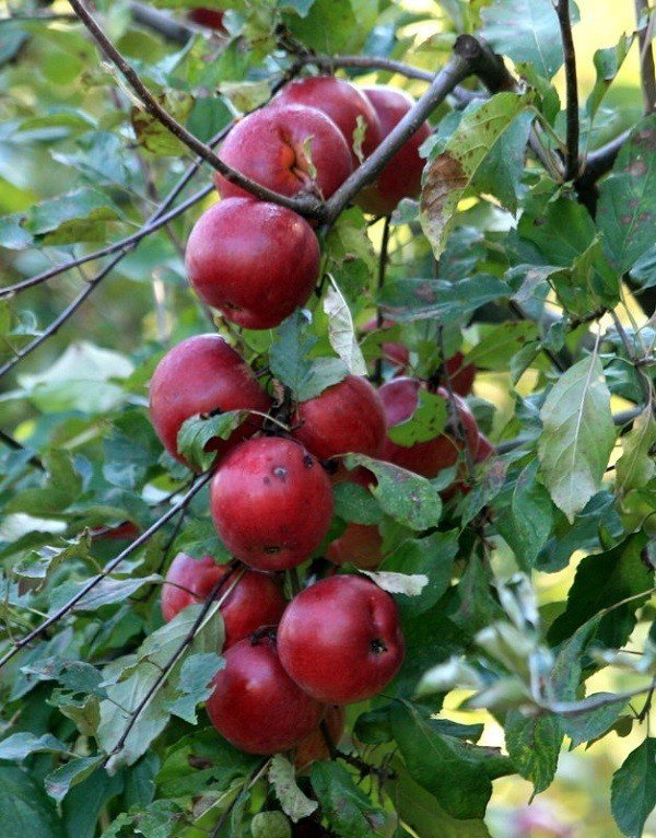 Сорт яблони беркутовское