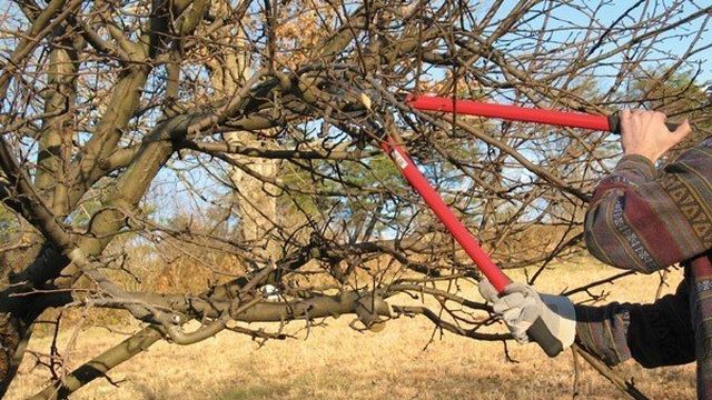 Яблоня пепин шафранный: описание сорта, правила посадки и ухода за деревьями