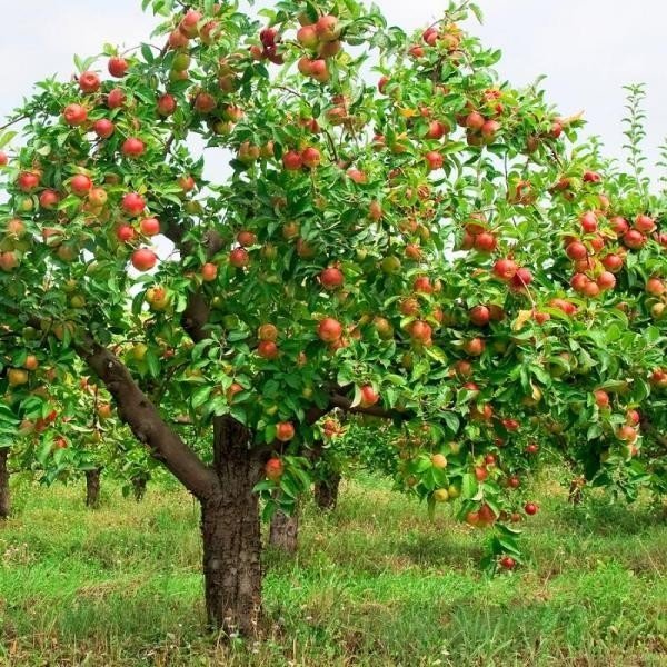 Яблоня домашняя дерево