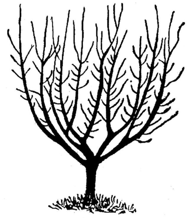 Обрезка плодовых деревьев черешня