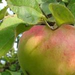 Сорт яблони Антоновка десертное