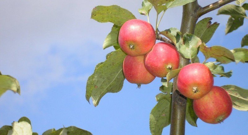 Пепин саратовский яблоня
