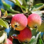 Сорт яблони Ранетка: описание и подробная характеристика, особенности и правила выращивания