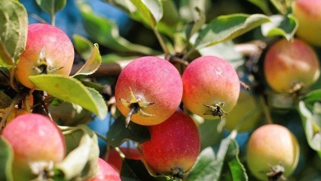 Яблоки сорта Ранетка: особенности и характеристика сорта, схема посадки, выращивание и уход, фото
