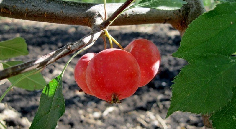 Яблоня недзвецкого плоды