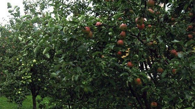 Яблоня «Жигулевское» — описание сорта, фото, отзывы садоводов