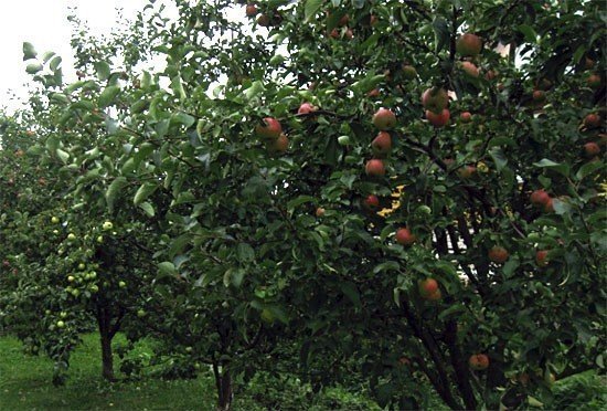 Яблоня башкирская красавица дерево