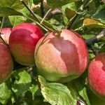 Сортовые особенности яблони Жигулевское