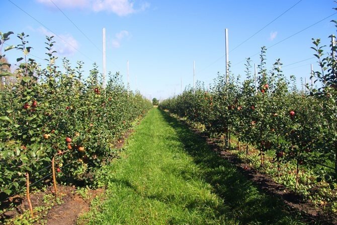 Интенсивный шпалерный яблоневый сад