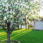 Яблоневый сад (35 фото): планирование, подготовка грунта, посадка, уход и сбор урожая