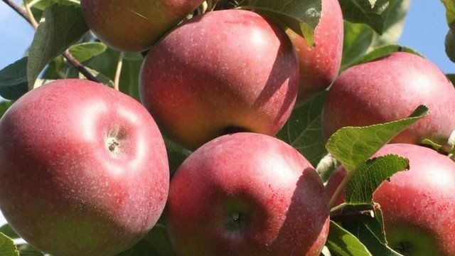 Плодовые (фруктовые) деревья яблони