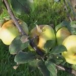 Яблоня Богатырь: характеристика и описание сорта, выращивание и уход