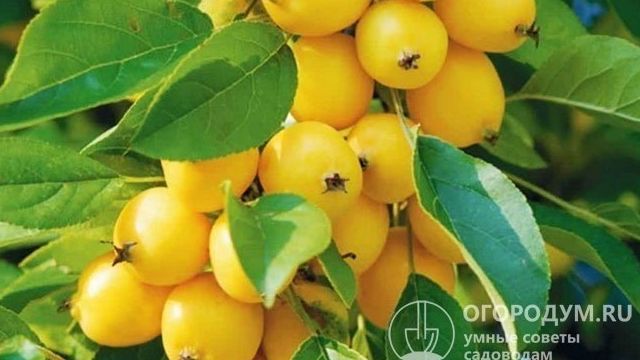 Яблоня «Китайка золотая»: описание сорта, фото и отзывы