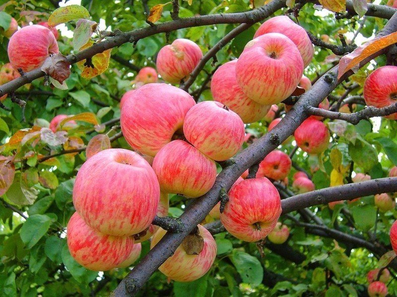 Яблоня мельба дерево