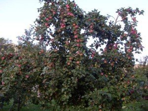 Яблоня штрейфлинг дерево
