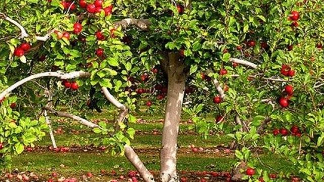Яблоня уралец описание сорта