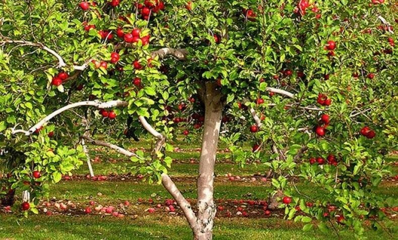 Яблоня уралец дерево