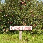 Зимняя яблоня Кортланд