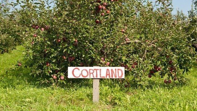 Зимняя яблоня Кортланд