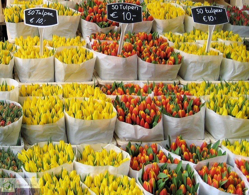 Цветочный рынок в амстердаме