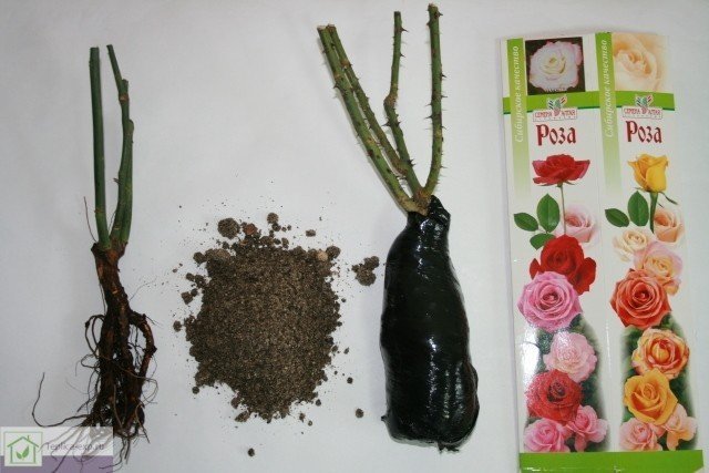 Саженцы роз с закрытой корневой системой