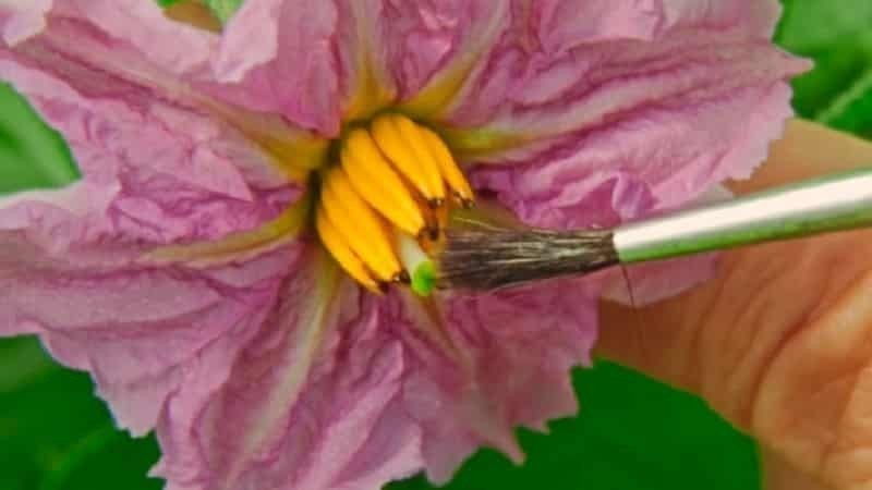 Обоеполые цветки баклажанов