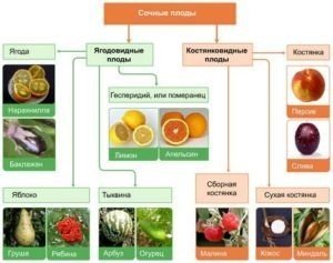 Какой тип плода у растения?