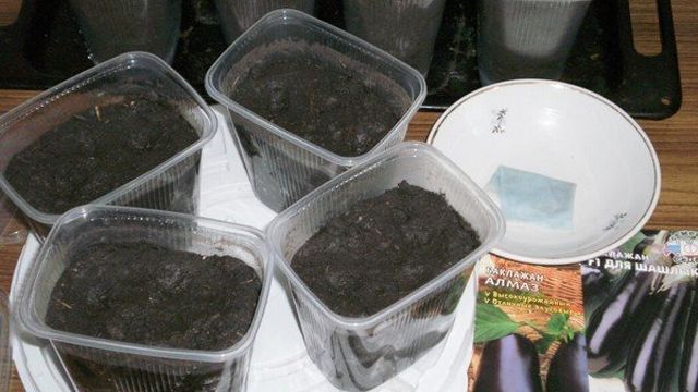 Подготовка семян баклажанов к посеву на рассаду весной