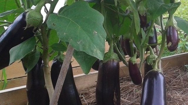 Выращивание баклажанов в теплице удобнее и эффективнее, чем выращивание в огороде