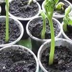 Как посадить фасоль, чтобы она быстрее проросла