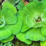 Плавающее аквариумное растение Пистия