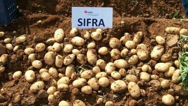 Картофель "Сифра": описание сорта, характеристики и фото картошки Русский фермер
