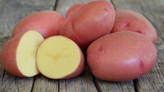 Характеристика и описание картофеля “Розара”